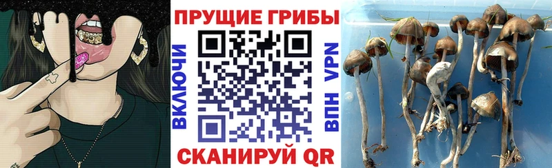 как найти наркотики  Рассказово  Галлюциногенные грибы Psilocybine cubensis 
